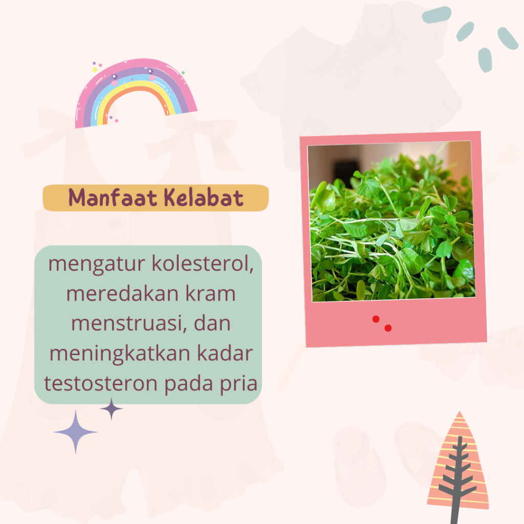 MANFAAT KAYU KULIT