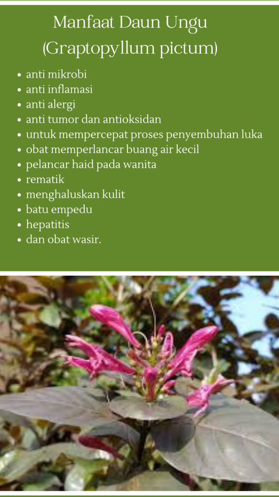 Manfaat Daun Ungu (Graptopyllum pictum). www.herbaltama.net