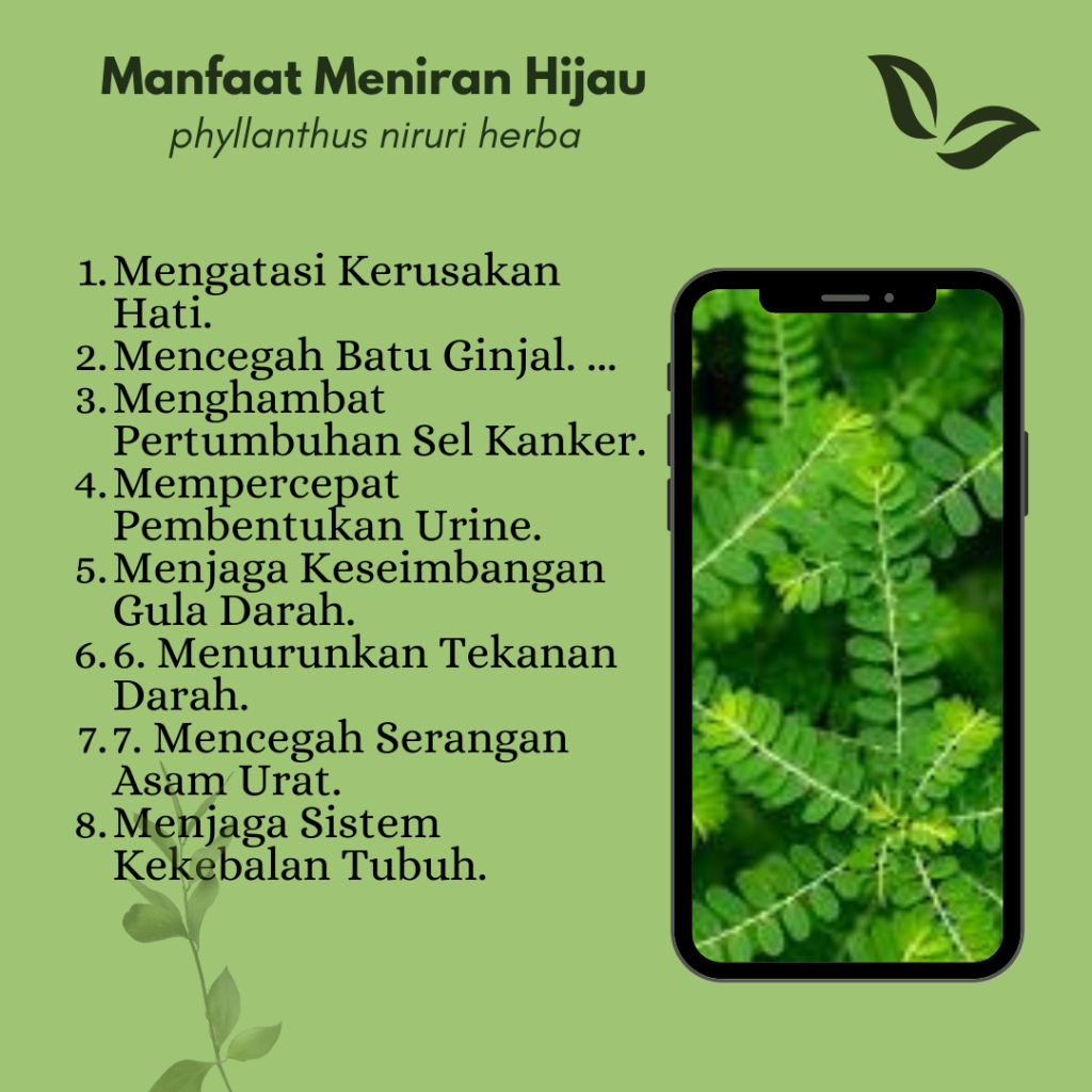 Manfaat meniran.www.herbaltama.net
